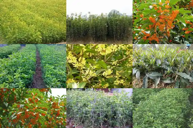 桂花树如何移植栽培方法1683247017970