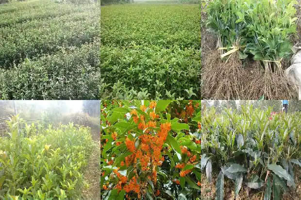 桂花树怎么移植盆栽1683247064203