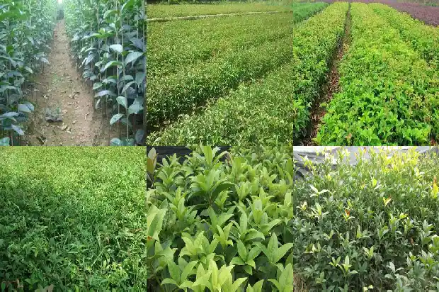 桂花树怎么移植盆栽1683247064251
