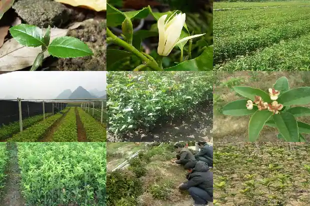 桂花树怎么移植盆栽1683247064299