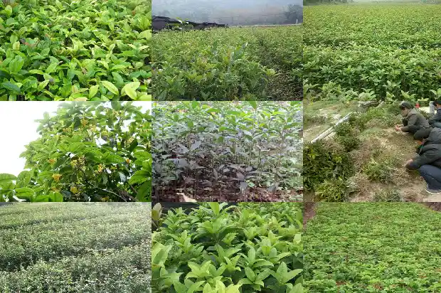 桂花树伤根了还可以活吗1683247112303
