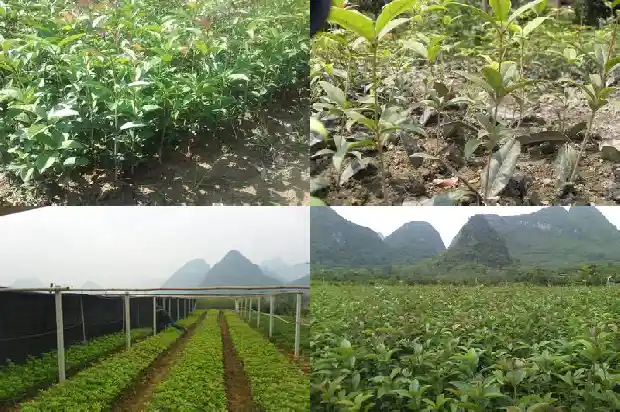 生桂花可以直接做桂花糕吗1689576989046