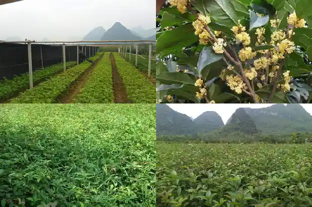 桂花树对着大门好不好1683247279182