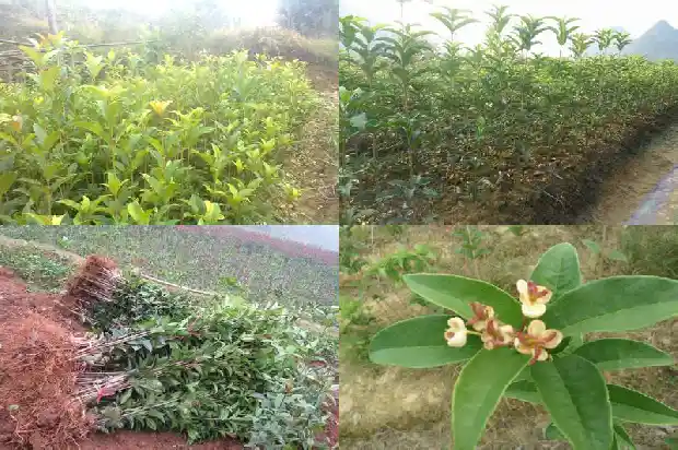 桂花树对着大门好不好1683247279230