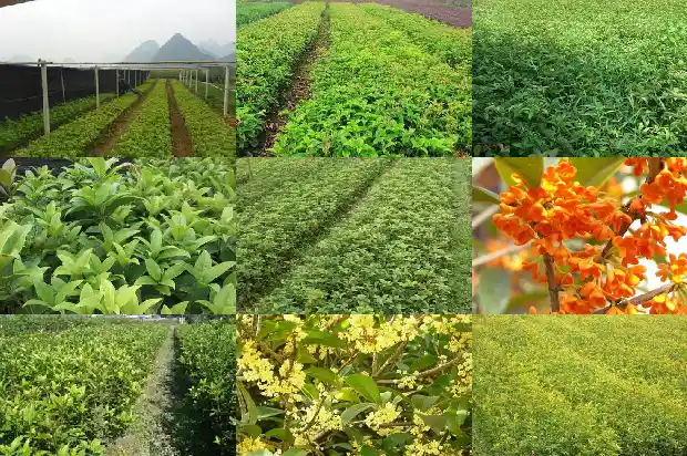 黄酒能不能泡桂花茶一起喝1689380542472