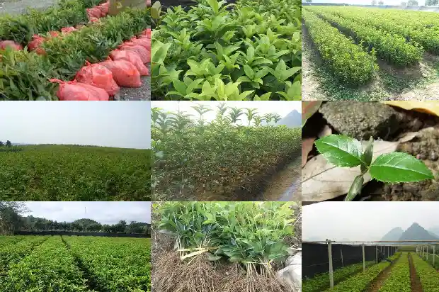 桂花的颜色颜色1688690109387
