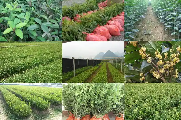 桂花树什么时候移栽树木成活率高1683247380499