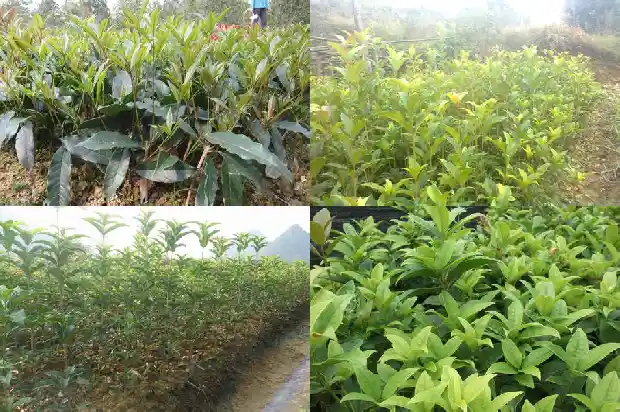 天香台阁桂花和日香桂哪个更优秀1690072663223