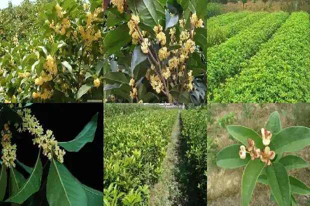 桂花树可以直接插种吗1683247425668