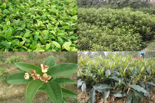 桂花树可以直接插种吗1683247425714