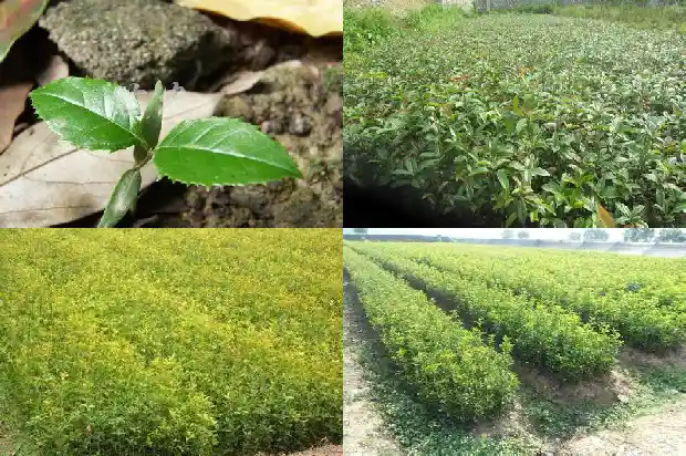 当年移栽桂花树开花吗1683247513390