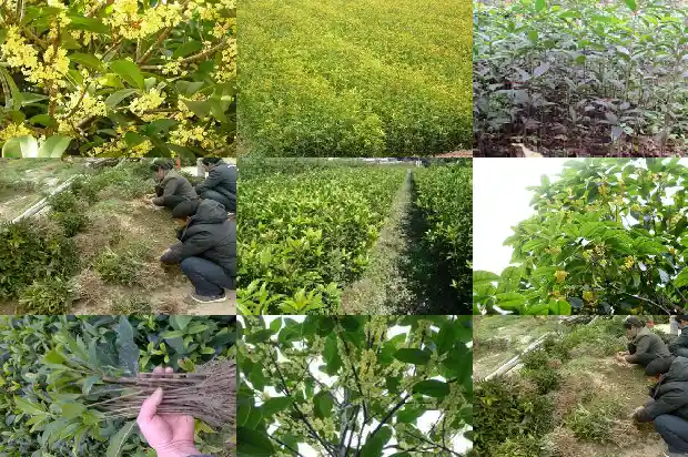 当年移栽桂花树开花吗1683247513438