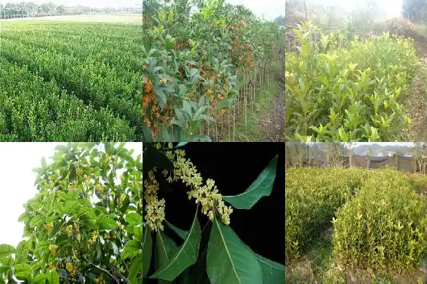 当年移栽桂花树开花吗1683247513486