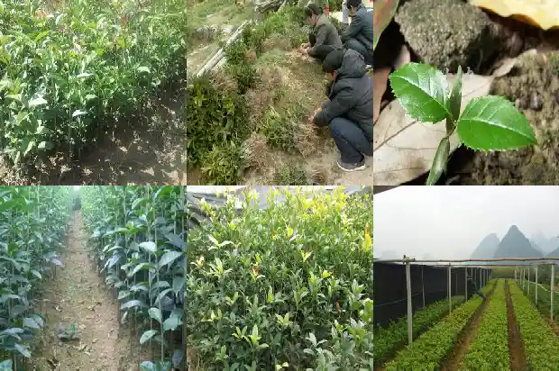 第一年种的桂花树怎么不开花1683247545580