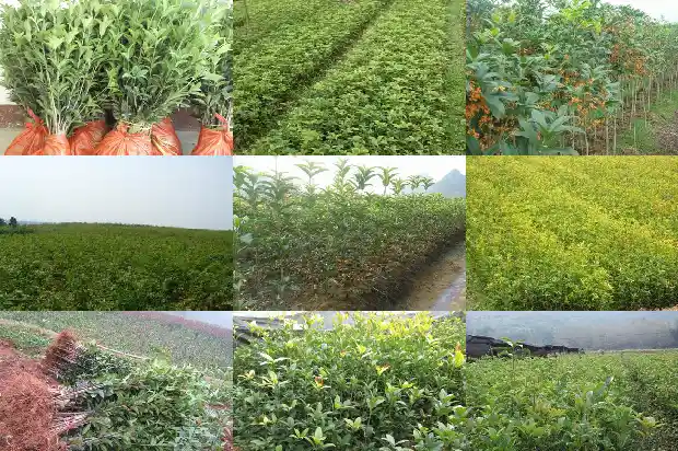 桂花树需要嫁接才开花吗1683247575631