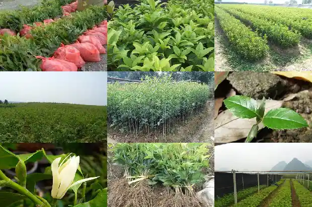 桂花树的含义和象征是什么1690677326079
