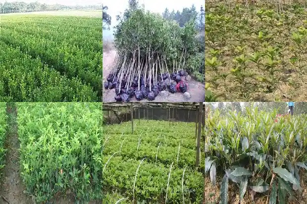 桂花树需要嫁接才开花吗1683247575774