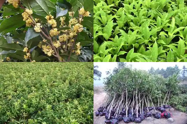 盆栽桂花树几年苗好养活1683247600717