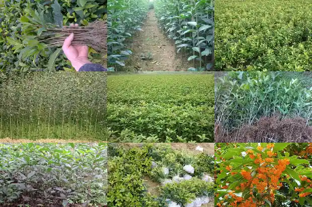 桂花树什么时候移植好活1683247634793