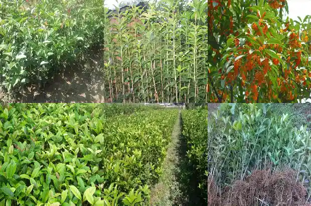 桂花树什么时候移植好活1683247634841