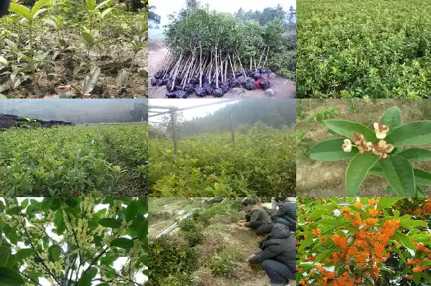 桂花树什么时候移植好活1683247634889