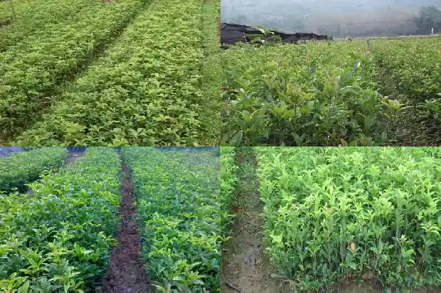桂花树什么时间移植最好1683247660558