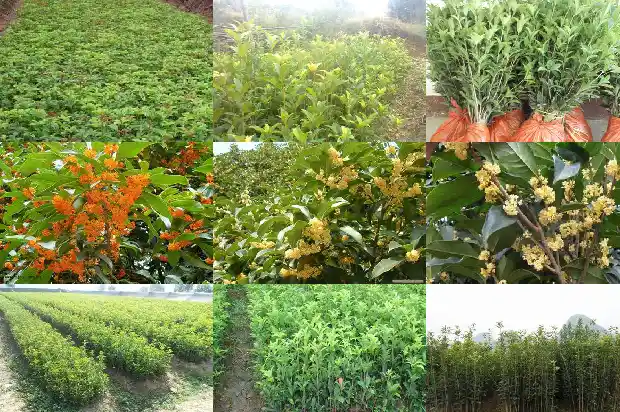 什么时间移植桂花树最好1683247688107