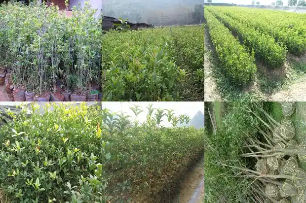 什么时间移植桂花树最好1683247688154