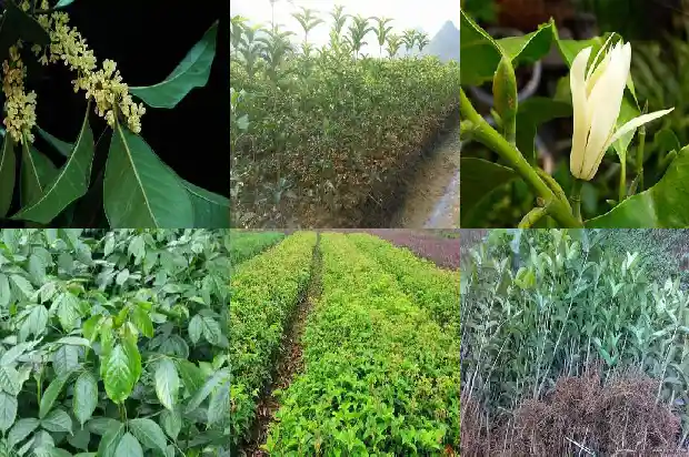 移植的桂花树几年能开花啊1683247721405