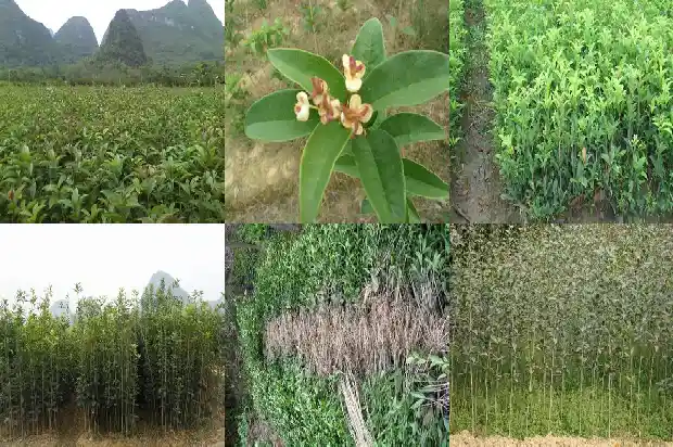 移植的桂花树几年能开花啊1683247721453