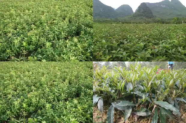 桂花树移栽多久可以成活1683247751592