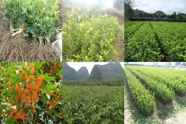 桂花树移栽多久可以成活1683247751640