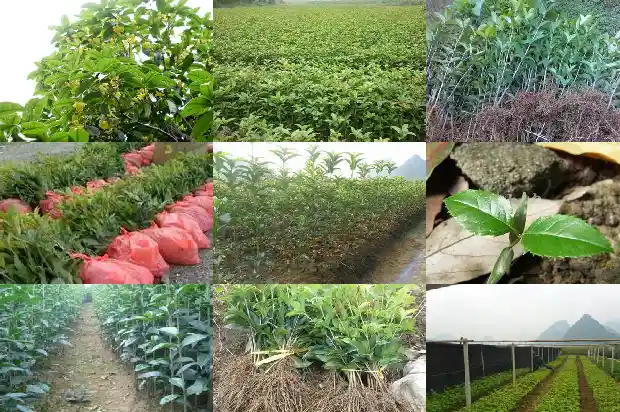 现在桂花树能栽活吗北方还是南方呢1683247785088
