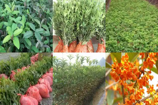 现在桂花树能栽活吗北方还是南方呢1683247785135
