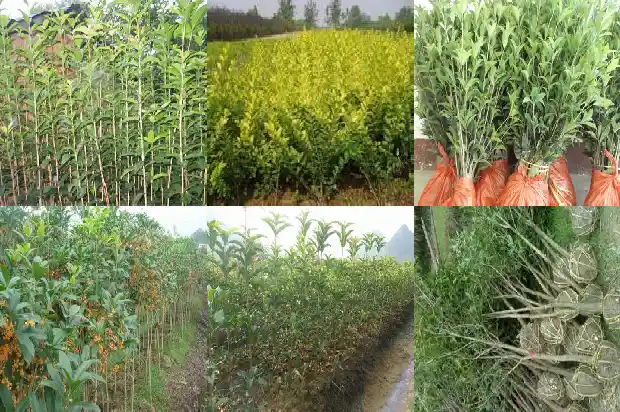 南方的桂花树在北方能活吗1683247815039