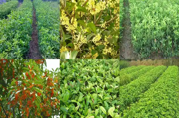 南方的桂花树在北方能活吗1683247815134