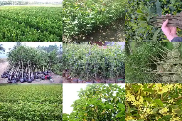 现在桂花树能栽活吗北方和南方哪个好1683247849076