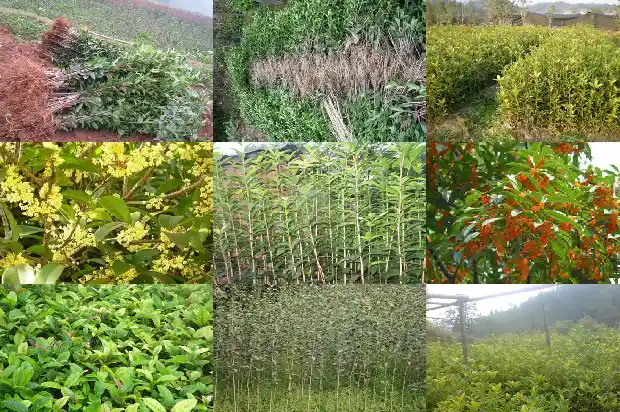 大门口能栽桂花树吗好吗风水1690677343370