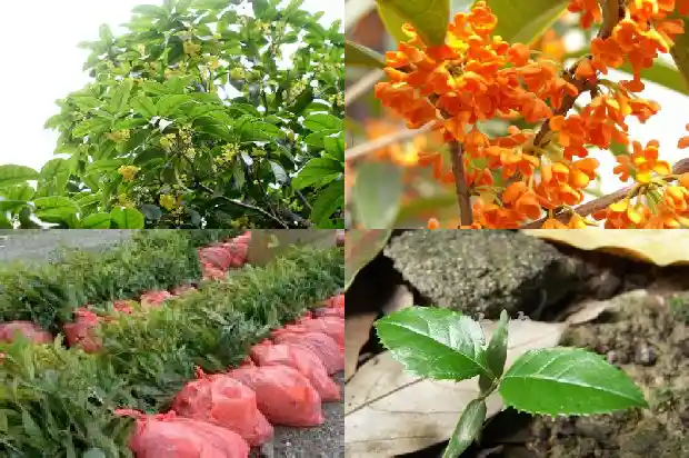 现在桂花树能栽活吗北方和南方哪个好1683247849171