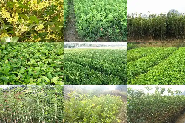 桂花树可以在北方种植吗1683247880399