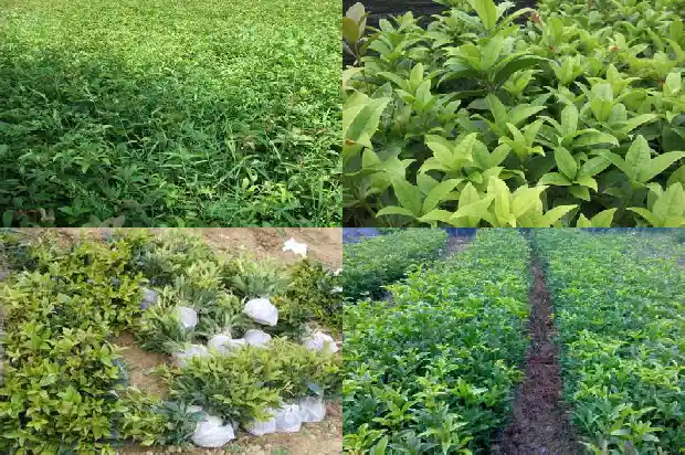 桂花树可以在北方种植吗1683247880542
