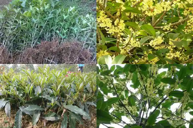 北方种植桂花树是原树还是嫁接树1683247912650