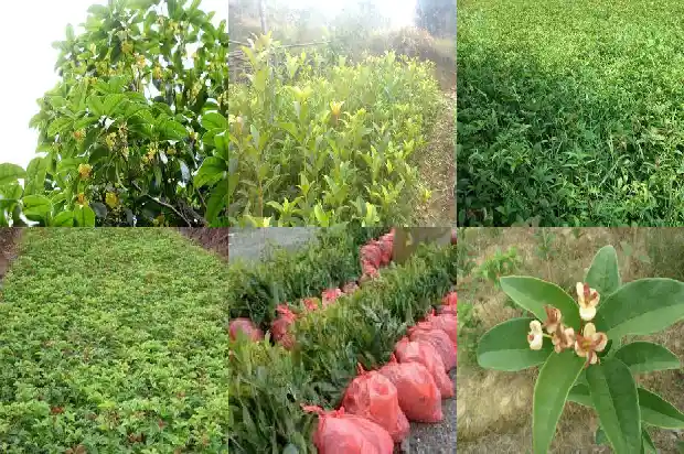 北方种植桂花树是原树还是嫁接树1683247912745