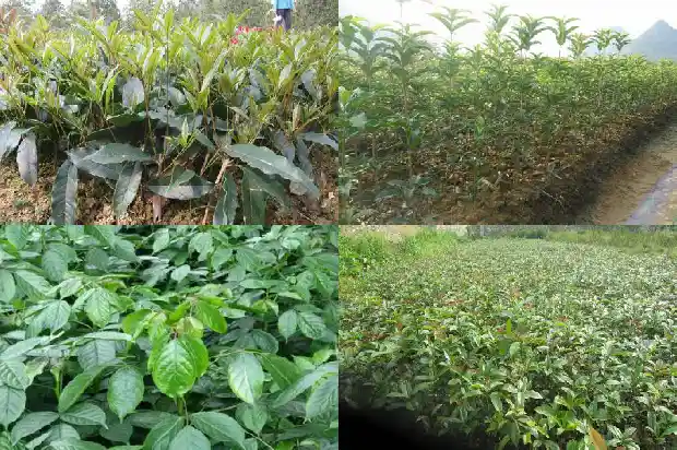 北方种植桂花树是原树还是嫁接树1683247912793