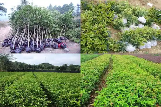 南方的桂花树在北方怎么种植?1683247946912