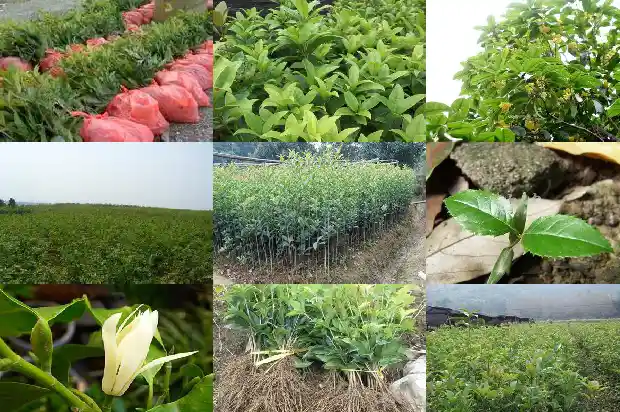 南方的桂花树在北方怎么种植?1683247946960