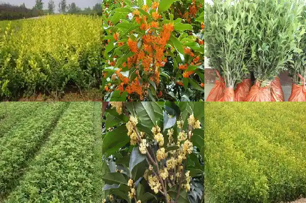 南方的桂花树在北方怎么种植?1683247947007