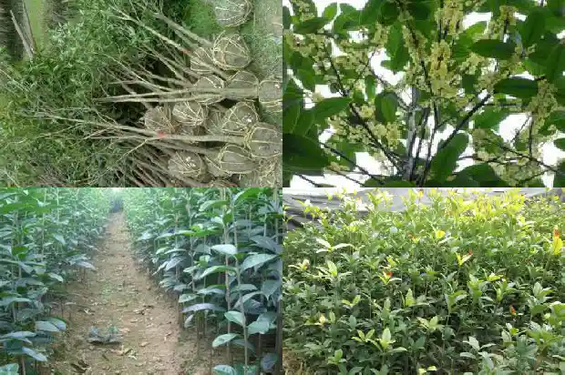 南方的桂花树在北方怎么种植?1683247947055