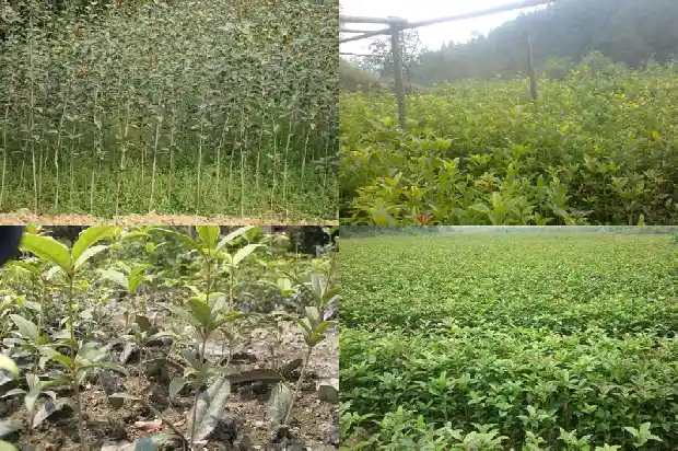 桂花树北方可以栽吗有毒吗1683247979422