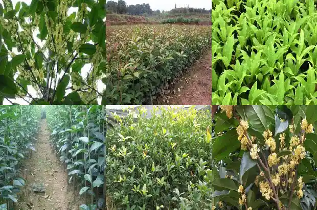 桂花树北方可以栽吗有毒吗1683247979470
